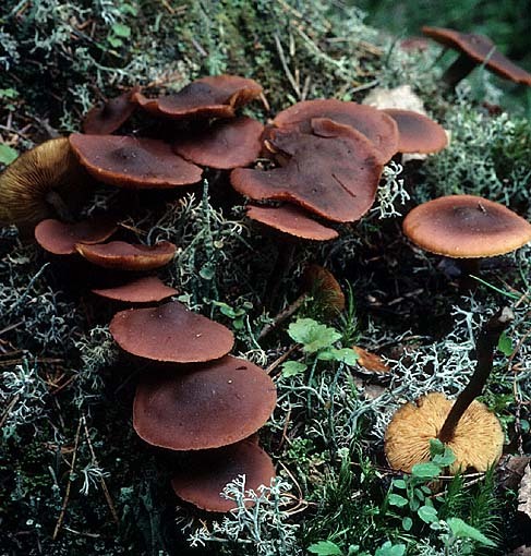 Dunkelstieliger Flämmling-Gymnopilus satur