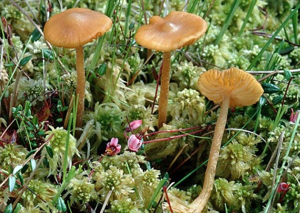 Bereifter Häubling-Galerina tibiicystis