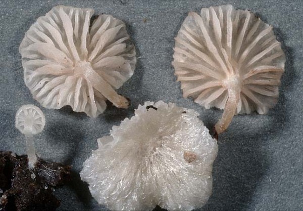 Weissfilziger Nabelrötling-Entoloma albotomentosum