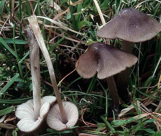 Kreuzsporiger Glöckling-Entoloma conferendum var. conferendum