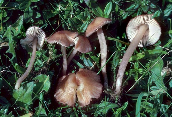 Rosa Zärtling-Entoloma roseum