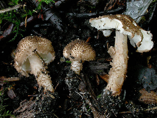 : Stachelschirmling-Lepiota jacobi