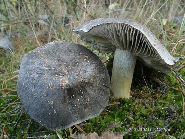 Schwarzfaseriger Ritterling-Tricholoma portentosum