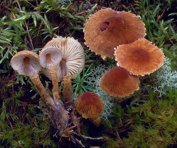 Rostroter Körnchenschirmling-Cystodermella granulosa