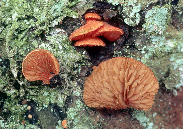 Zinnoberrotes Stummelfüsschen-Crepidotus cinnabarinus