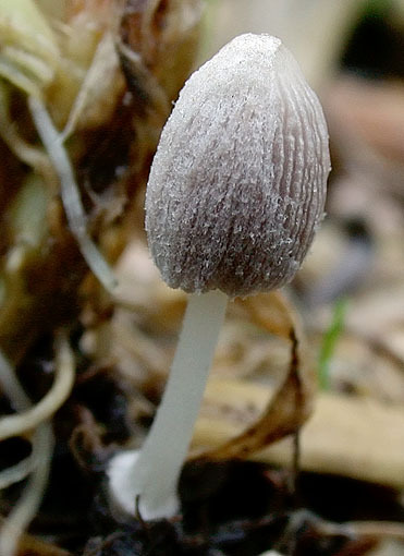 : Tintlinge-Coprinopsis kubickae