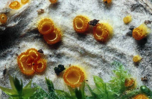 Goldgelbes Spinnwebbecherchen-Arachnopeziza aurelia