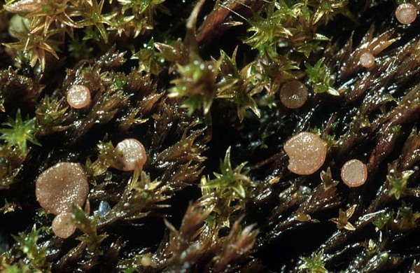 :-Bryoscyphus dicrani