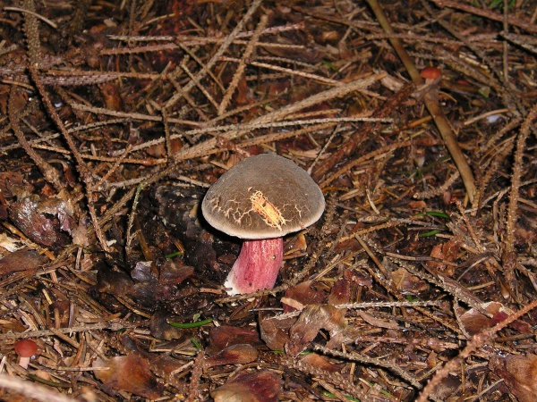 Echter Rotfussröhrling-Boletus chrysenteron