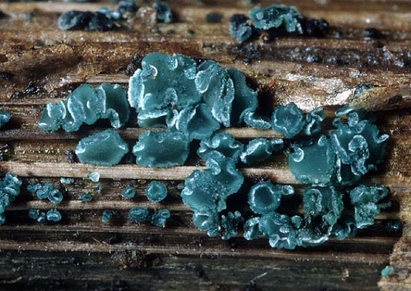 : Becherling-Chlorociboria aeruginella