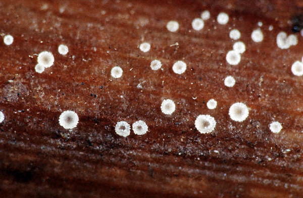 :-Cistella fugiens