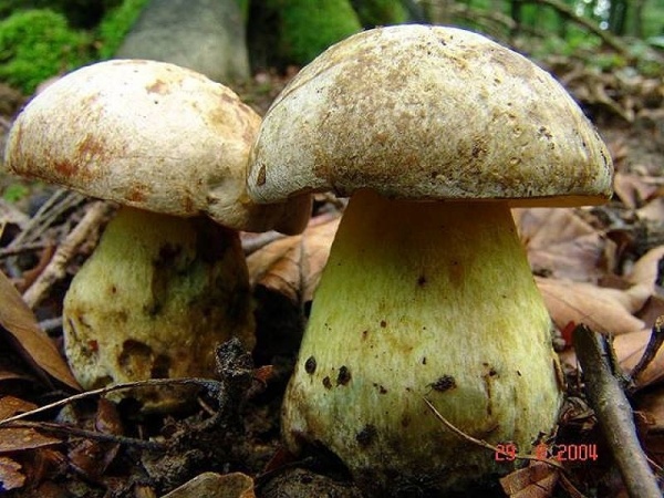 Silberröhrling-Boletus fechtneri