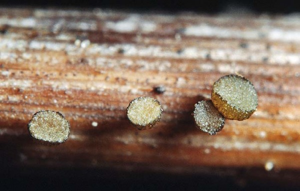 :-Crocicreas culmicola