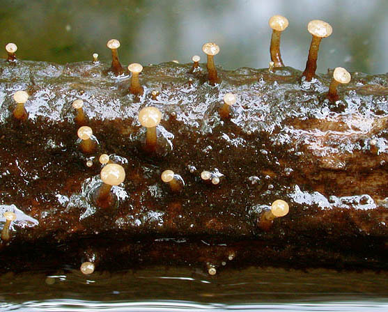 Wasserkreisling-Cudoniella clavus var. clavus