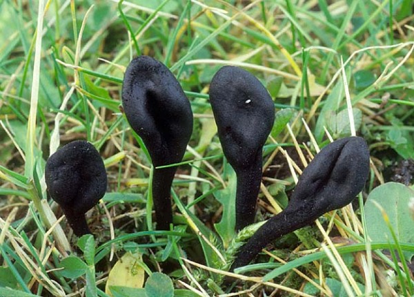 Hochland-Erdzunge-Geoglossum starbaeckii