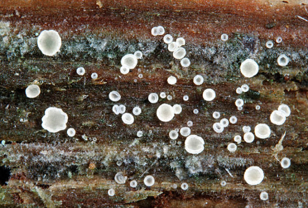 Durchscheinendes Haarbecherchen-Hyaloscypha daedaleae