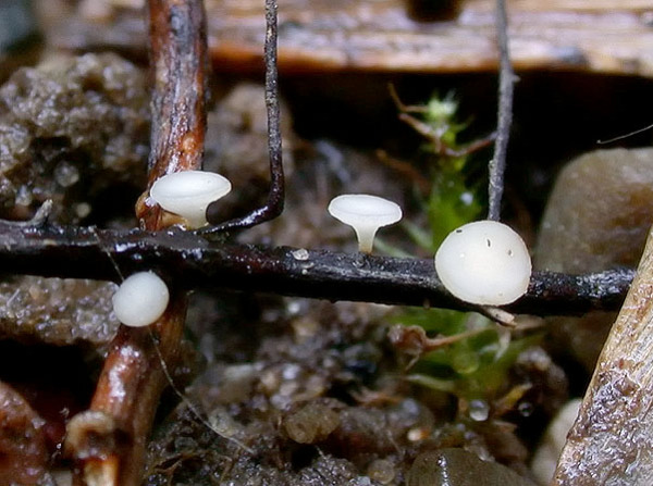 Weisses Stengelbecherchen-Hymenoscyphus albidus