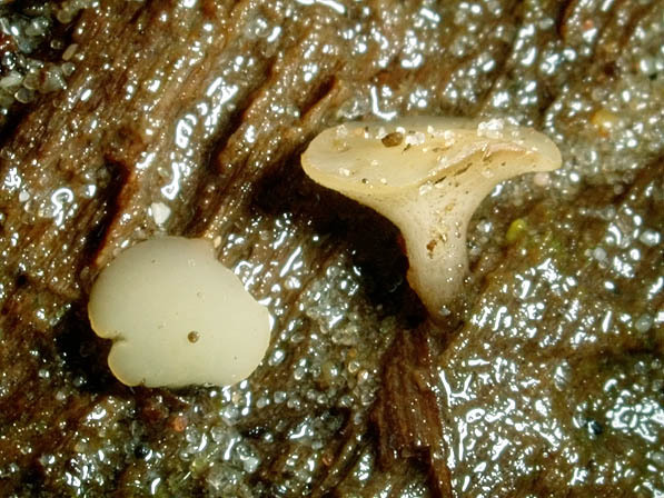 : Stengelbecherchen-Hymenoscyphus vernus