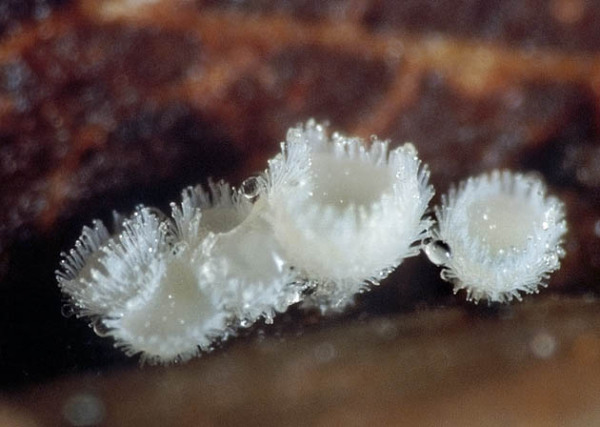 Weißes Eichenblattbecherchen-Incrucipulum ciliare