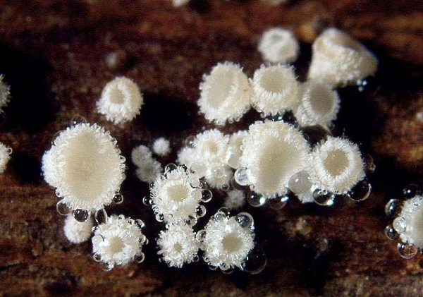 :-Lachnum clavigerum