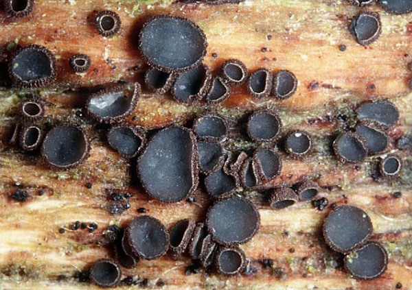 Holz-Weichbecherchen-Mollisia ligni