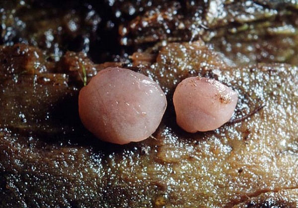 Violetter Gallertkreisling-Ombrophila violacea