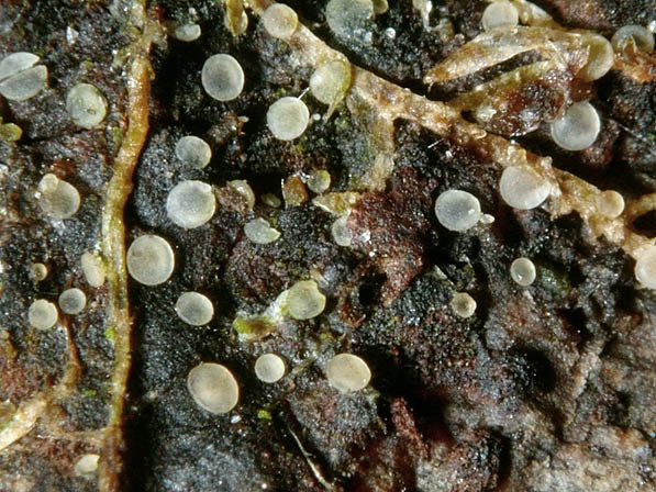 :-Orbilia epipora