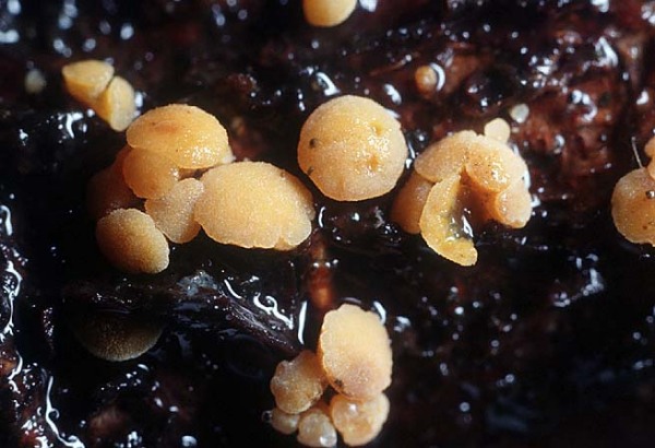 : Rindenbecherchen-Pezicula cinnamomea