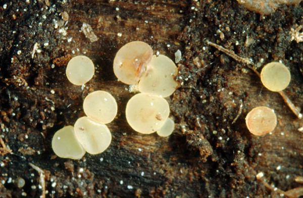 :-Phaeohelotium rubropurpurascens