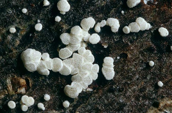 Bereiftes Kernpilzbecherchen-Polydesmia pruinosa