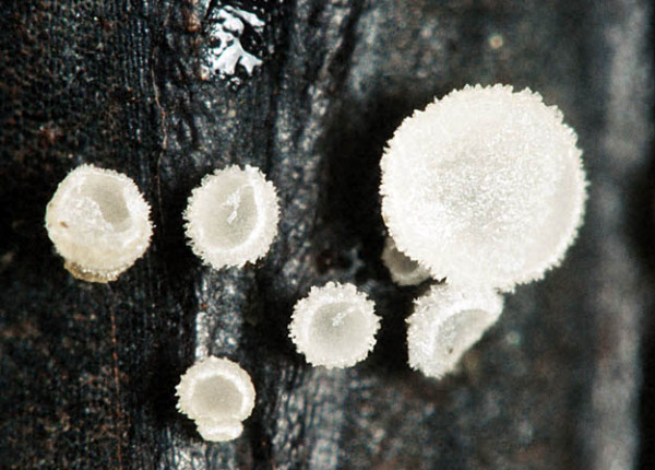 Schachtelhalm-Wollbecherchen-Psilachnum inquilinum