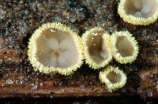 :-Trichopeziza leucophaea