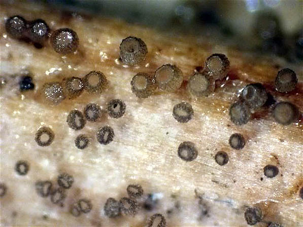 :-Urceolella tetraspora