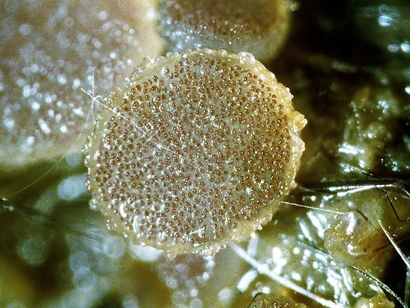 Kohl-Kotling-Ascobolus brassicae