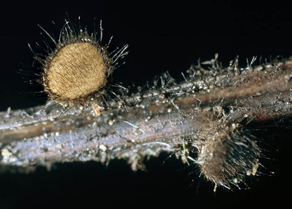 Kiefernnadel-Haarbecherchen-Desmazierella acicola