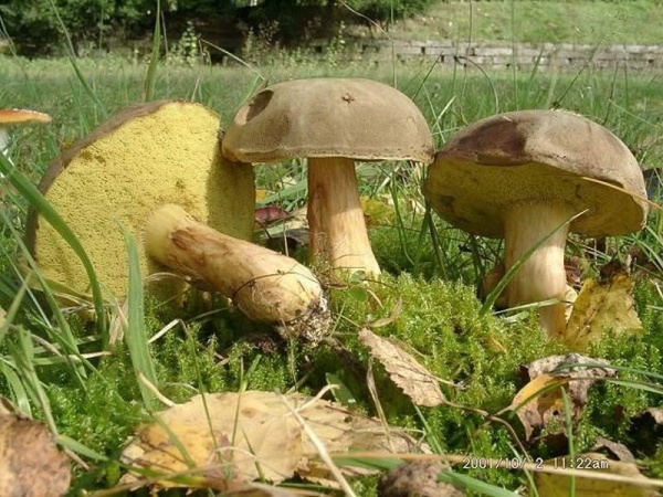 Ziegenlippe-Boletus subtomentosus