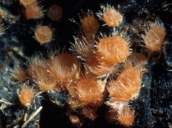 :-Lasiobolus ruber