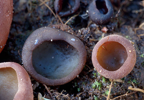 Adersporiger Becherling-Peziza phlebospora