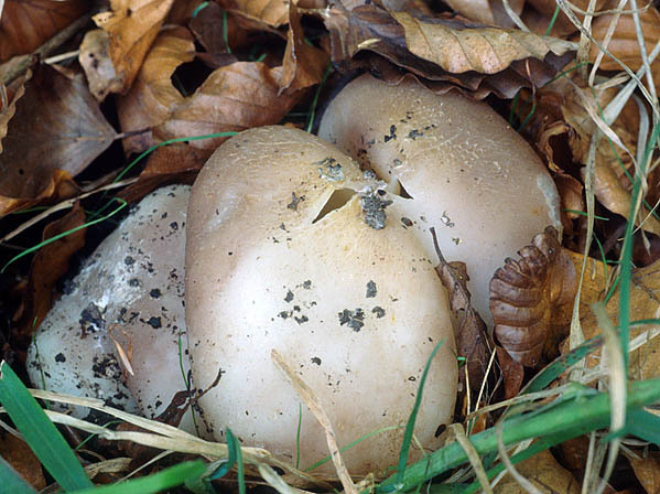 Kronen-Becherling-Sarcosphaera coronaria