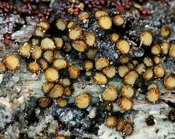 Glattsporiger Schildborstling-Scutellinia setosa