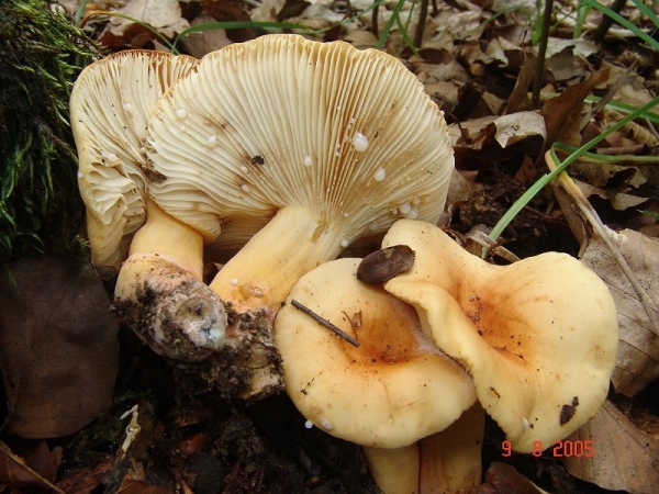 Milchbrätling-Lactarius volemus