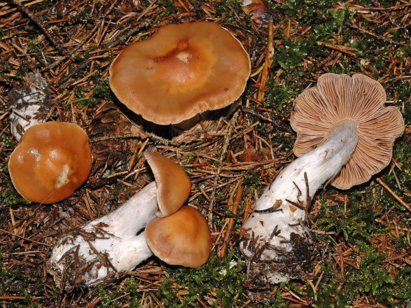 Aprikosenwasserkopf-Cortinarius armeniacus
