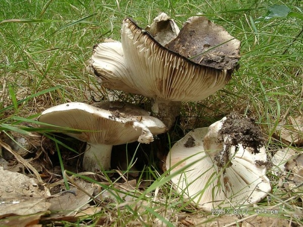 Dichtblättriger Schwärztäubling-Russula densifolia