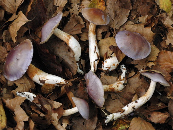 Safranblauer Schleimkopf-Cortinarius croceocoeruleus