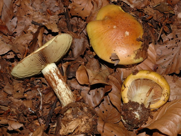 Prächtiger Klumpfuss-Cortinarius elegantissimus