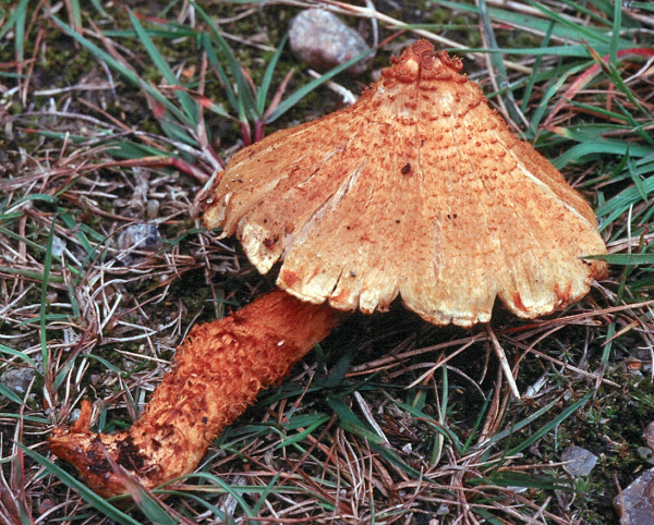 Kegeliger Rauhkopf-Cortinarius humicola
