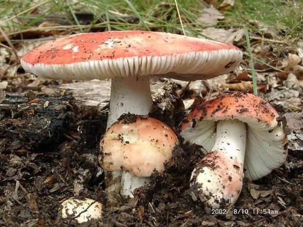 Harter Zinnobertäubling-Russula rosea