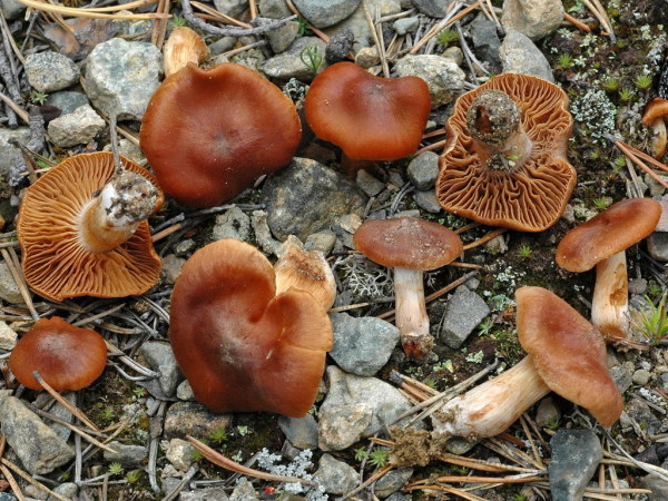 Glutroter Gürtelfuss-Cortinarius odhinnii