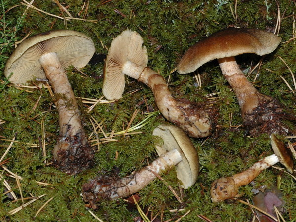 Hallimaschrauhkopf-Cortinarius phrygianus