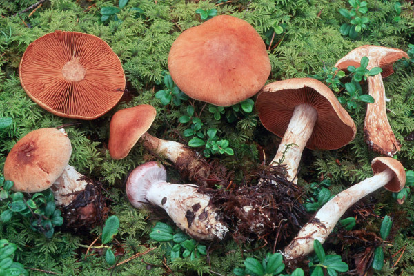 Abendrot-Gürtelfuss-Cortinarius solis-occasus
